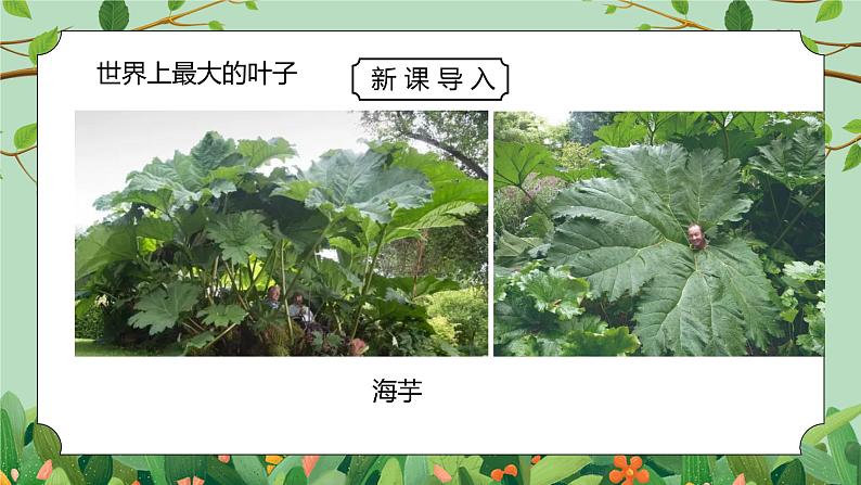 浙教版八下科学4.5《植物的叶与蒸腾作用》PPT课件第7页