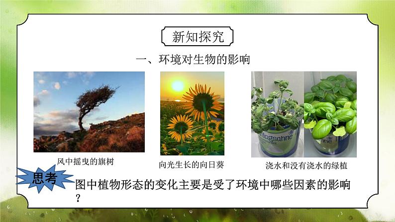 浙教版初中科学九下第2章生物与环境2.1《生物与环境的相互关系》课件第4页