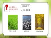浙教版初中科学九下第2章生物与环境2.2《种群》课件+教案+分层作业（原卷版+解析版）