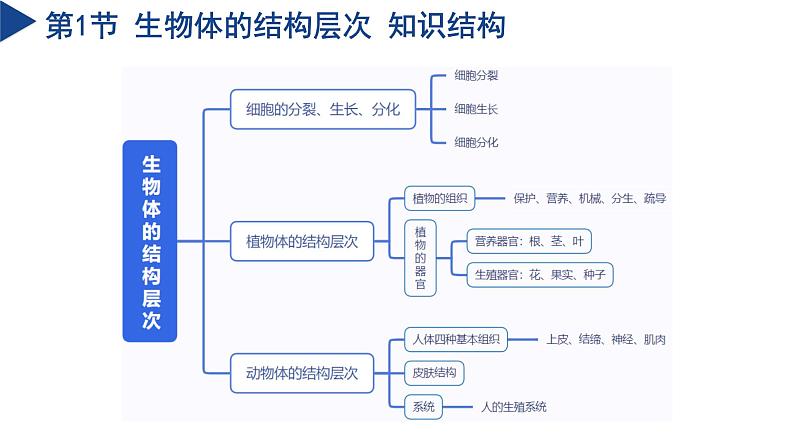 第1章 生命的结构与生殖（单元复习课件）-2024-2025学年七年级科学下册（浙教版2024）第4页