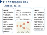 第1章 生命的结构与生殖（单元复习课件）-2024-2025学年七年级科学下册（浙教版2024）