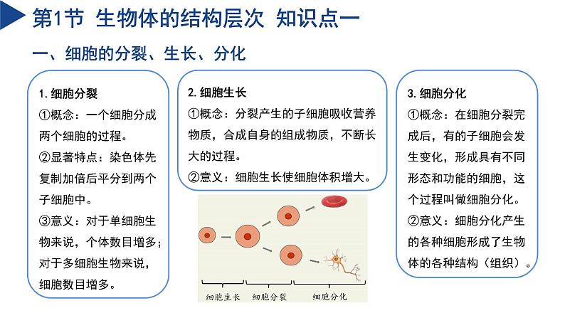 第1章 生命的结构与生殖（单元复习课件）-2024-2025学年七年级科学下册（浙教版2024）第5页