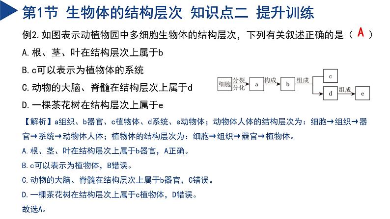 第1章 生命的结构与生殖（单元复习课件）-2024-2025学年七年级科学下册（浙教版2024）第8页