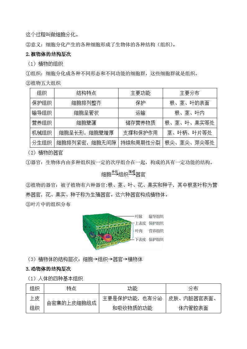 第1章 生命的结构与生殖（知识清单）-2024-2025学年七年级科学下册（浙教版2024）第2页