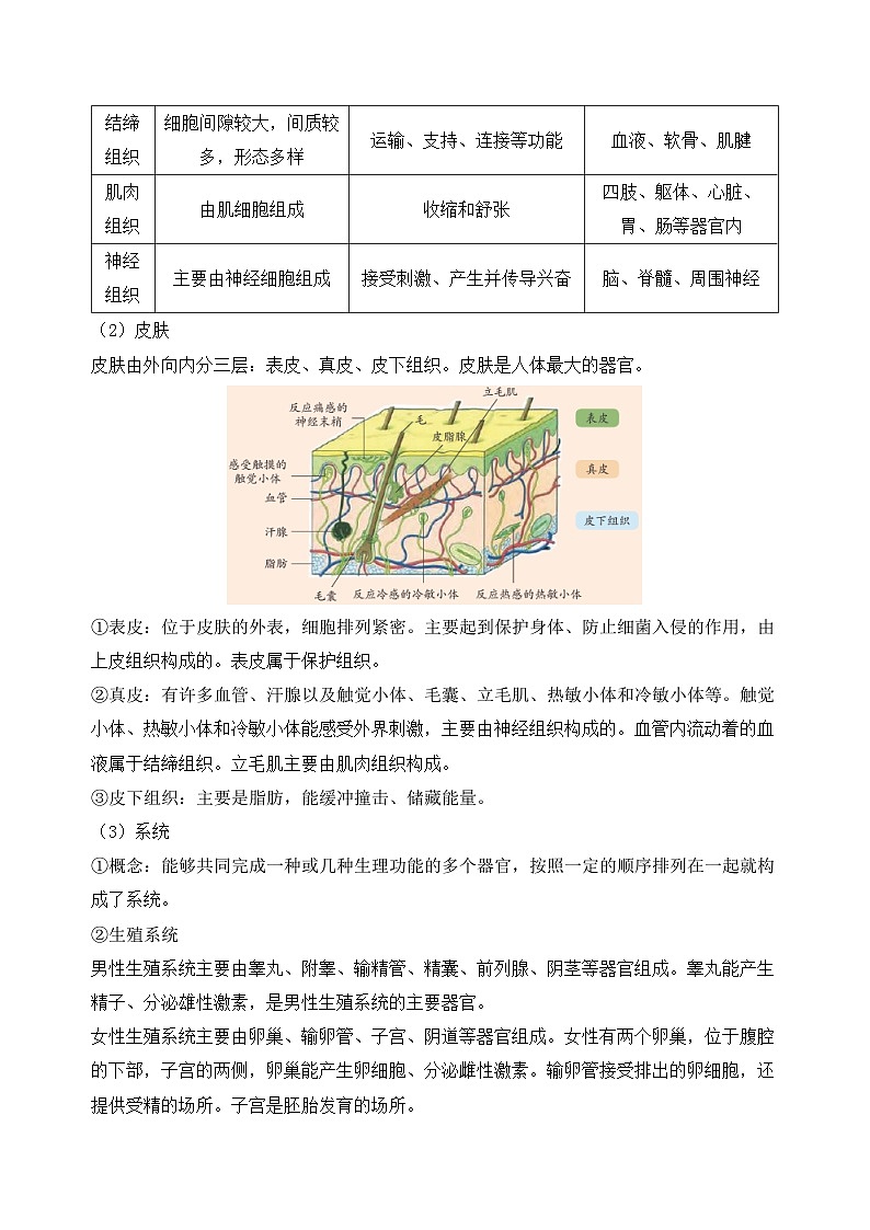 第1章 生命的结构与生殖（知识清单）-2024-2025学年七年级科学下册（浙教版2024）第3页