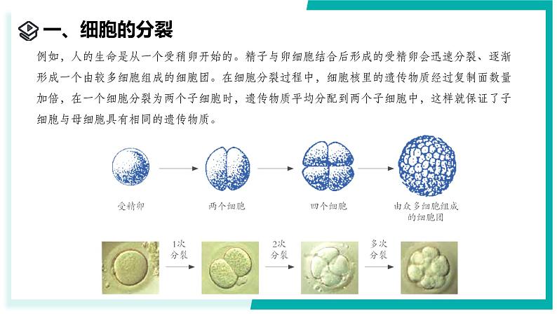 1.1 生物体的结构层次（第1课时）-初中科学七年级下册 同步教学课件（浙教版2024）第4页