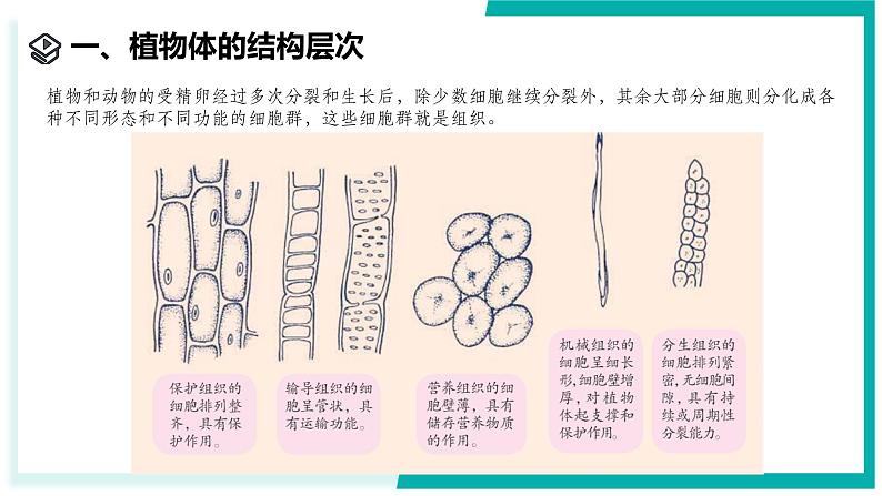 1.1 生物体的结构层次（第2课时）-初中科学七年级下册 同步教学课件（浙教版2024）第3页