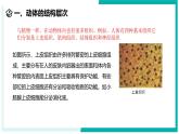 1.1 生物体的结构层次（第3课时）-初中科学七年级下册 同步教学课件+同步练习（浙教版2024）