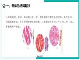 1.1 生物体的结构层次（第3课时）-初中科学七年级下册 同步教学课件+同步练习（浙教版2024）