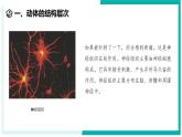 1.1 生物体的结构层次（第3课时）-初中科学七年级下册 同步教学课件+同步练习（浙教版2024）