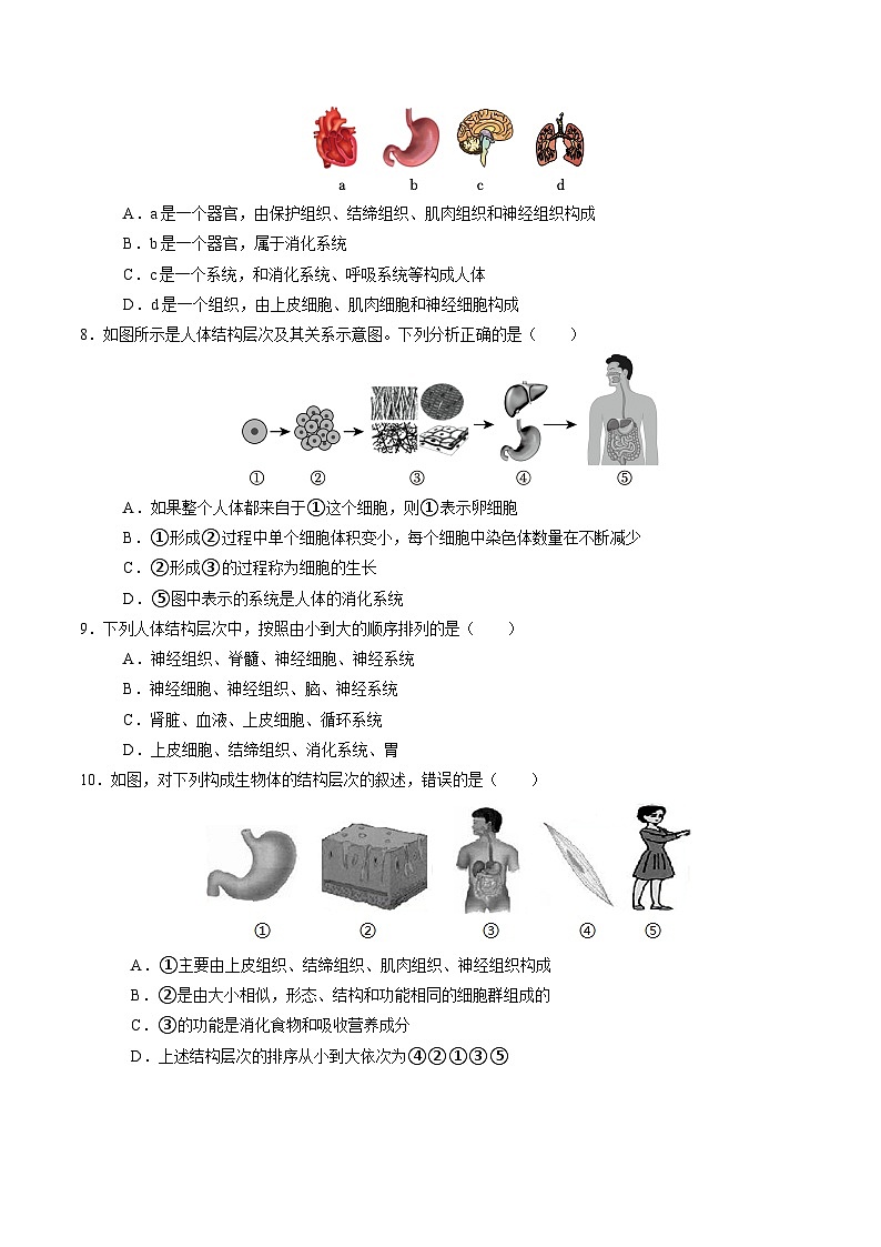 1.1 生物体的结构层次（第3课时）（练习）第3页