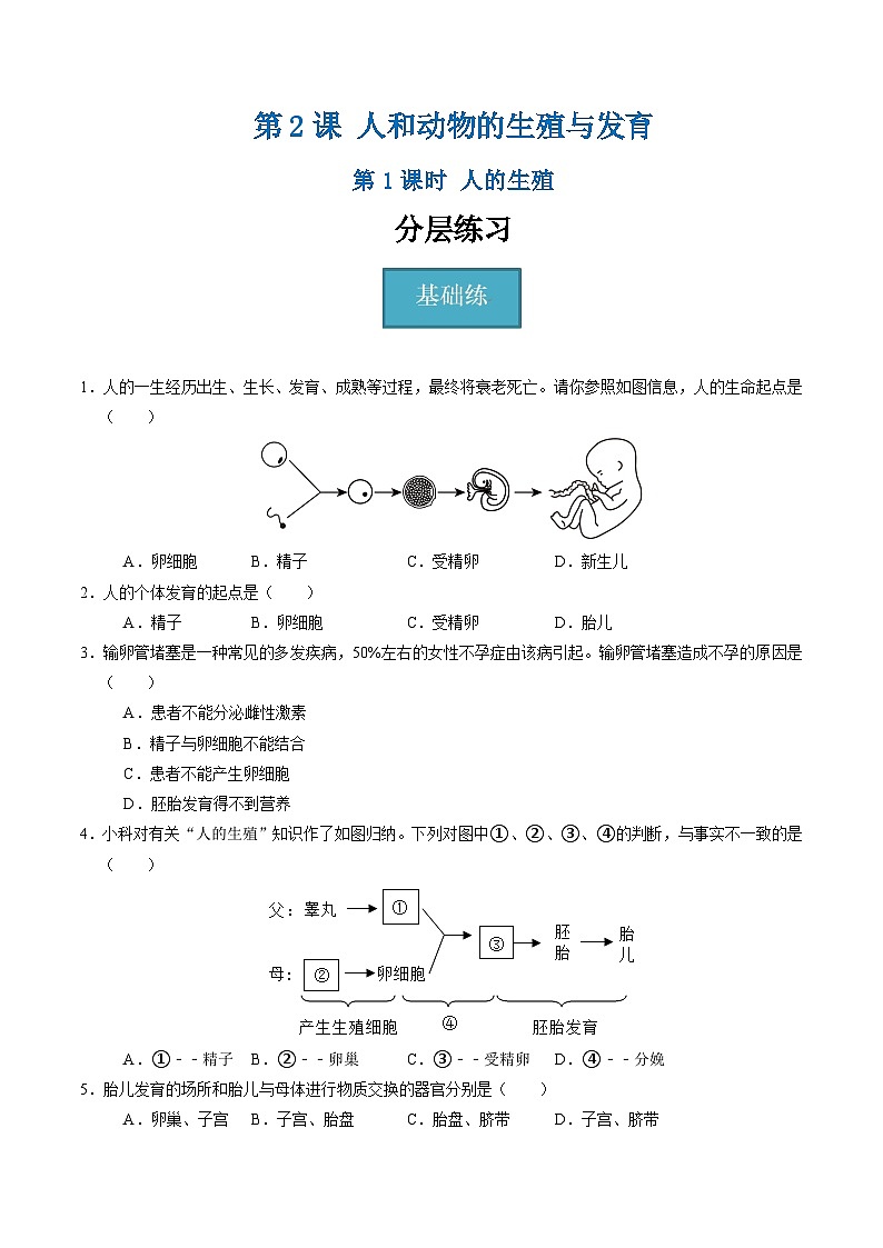 1.2 人和动物的生殖与发育（第1课时）（练习）第1页