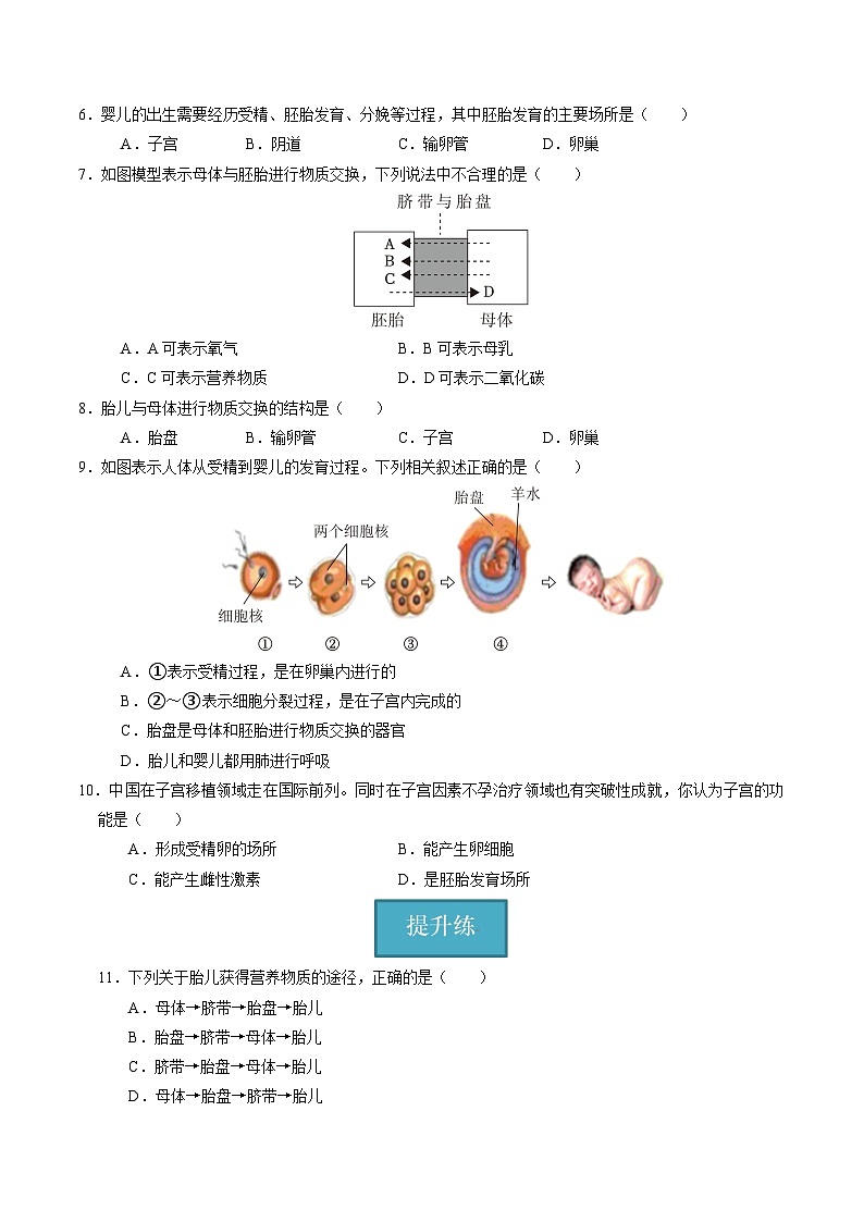 1.2 人和动物的生殖与发育（第1课时）（练习）第2页