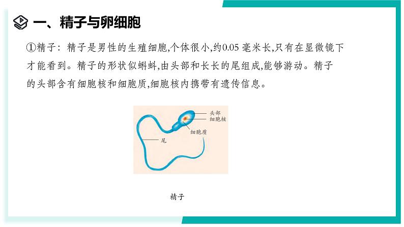 1.2 人和动物的生殖与发育（第1课时）-初中科学七年级下册 同步教学课件（浙教版2024）第3页