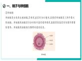 1.2 人和动物的生殖与发育（第1课时）-初中科学七年级下册 同步教学课件+同步练习（浙教版2024）