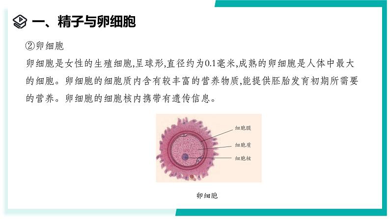 1.2 人和动物的生殖与发育（第1课时）-初中科学七年级下册 同步教学课件（浙教版2024）第4页