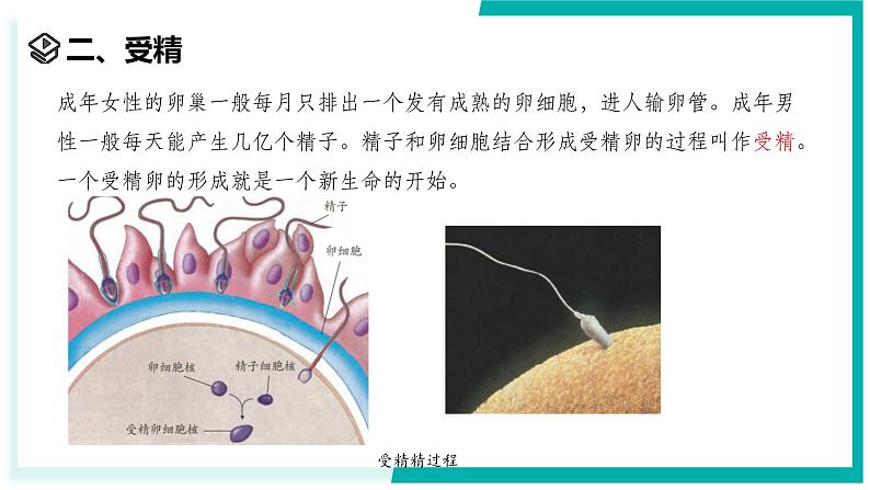 1.2 人和动物的生殖与发育（第1课时）-初中科学七年级下册 同步教学课件（浙教版2024）第7页