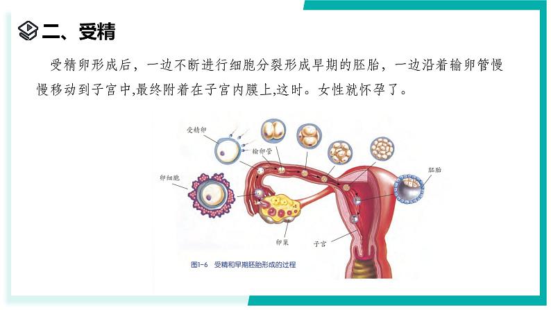 1.2 人和动物的生殖与发育（第1课时）-初中科学七年级下册 同步教学课件（浙教版2024）第8页