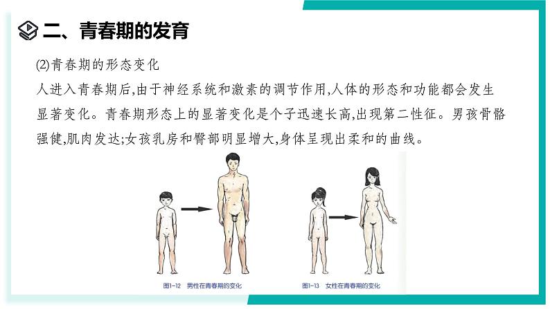 1.2 人和动物的生殖与发育（第2课时）-初中科学七年级下册 同步教学课件（浙教版2024）第8页