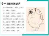 1.2 人和动物的生殖与发育（第3课时）-初中科学七年级下册 同步教学课件+同步练习（浙教版2024）