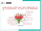 1.3 植物的生殖与发育（第1课时）-初中科学七年级下册 同步教学课件+同步练习（浙教版2024）