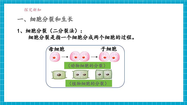 浙教版七下科学 1.1 生物体的结构层次（1）第7页