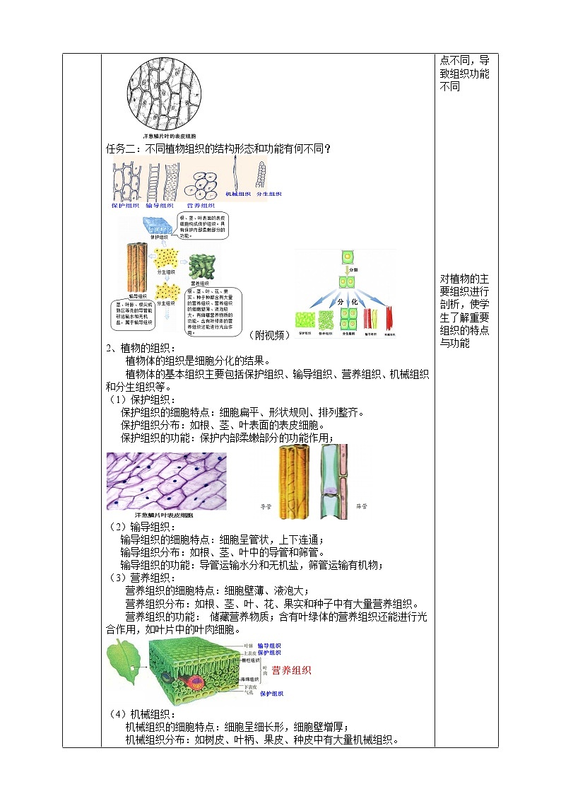 浙教版七下科学 1.1 生物体的结构层次（2） 教学设计（表格式）第2页