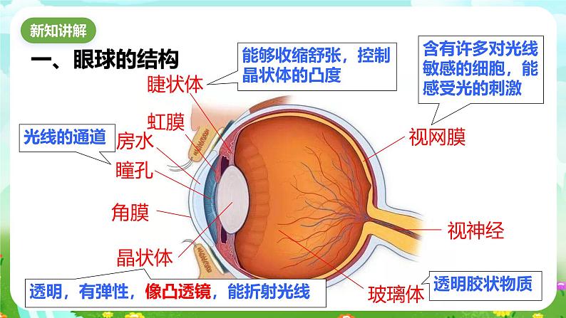 华师大版科学八下 2.4《眼的成像原理 视力的矫正》课件第3页