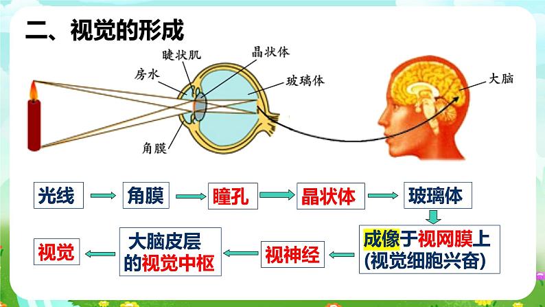 华师大版科学八下 2.4《眼的成像原理 视力的矫正》课件第4页