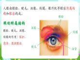 华师大版科学八下 3.1《眼与视觉》课件+素材
