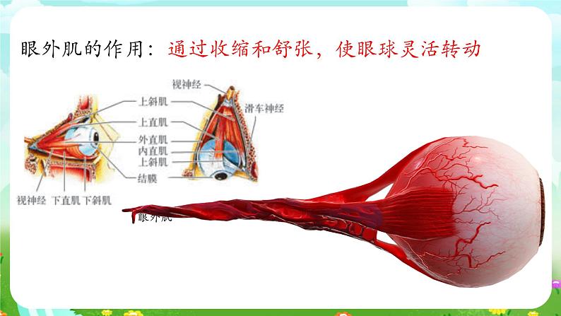 华师大版科学八下 3.1《眼与视觉》课件第5页