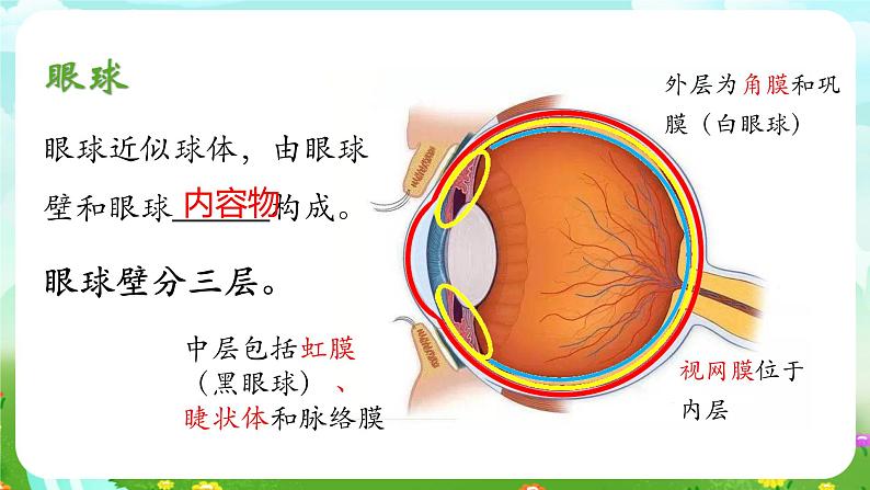 华师大版科学八下 3.1《眼与视觉》课件第6页