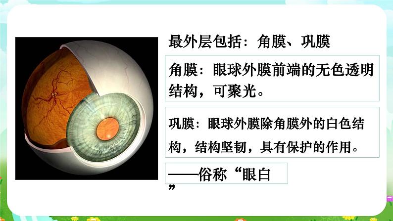 华师大版科学八下 3.1《眼与视觉》课件第7页