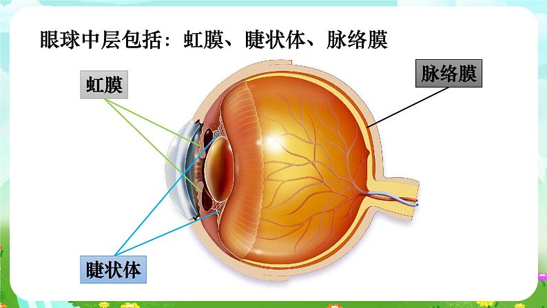 华师大版科学八下 3.1《眼与视觉》课件第8页