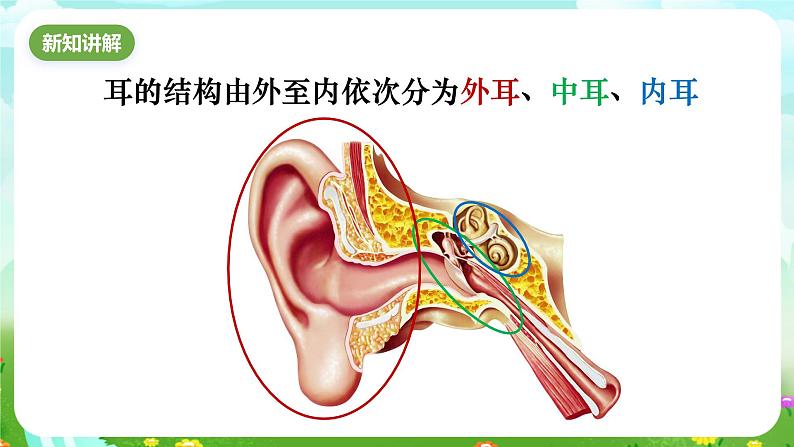 华师大版科学八下 3.2《耳与听觉》课件第3页