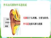 华师大版科学八下 3.2《耳与听觉》课件+素材