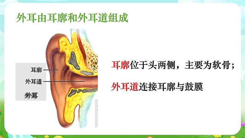 华师大版科学八下 3.2《耳与听觉》课件第4页