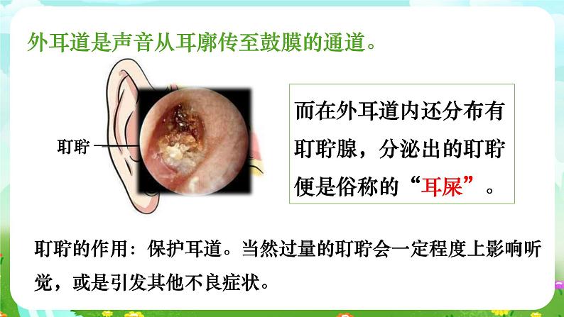 华师大版科学八下 3.2《耳与听觉》课件第6页