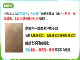 华师大版科学八下 3.3《皮肤感觉》课件