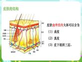 华师大版科学八下 3.3《皮肤感觉》课件