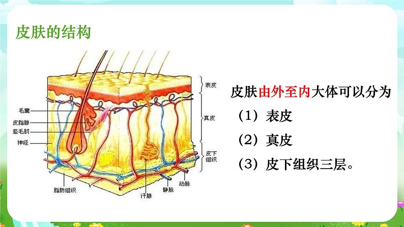 华师大版科学八下 3.3《皮肤感觉》课件第4页