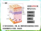 华师大版科学八下 3.3《皮肤感觉》课件