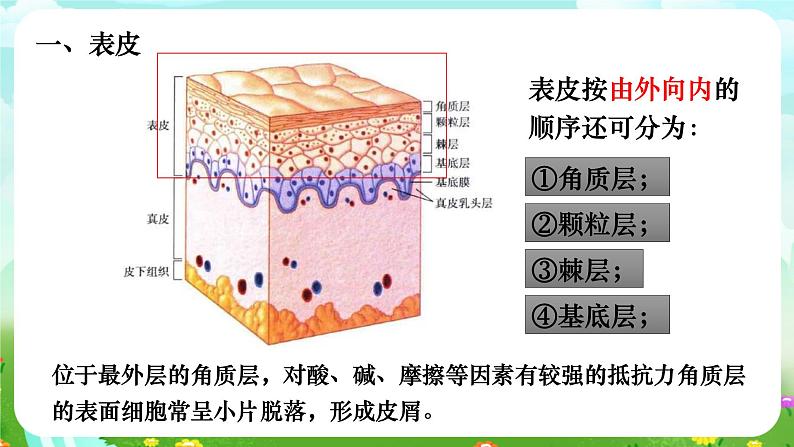 华师大版科学八下 3.3《皮肤感觉》课件第5页