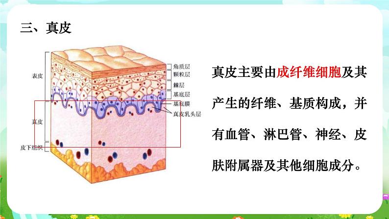 华师大版科学八下 3.3《皮肤感觉》课件第7页