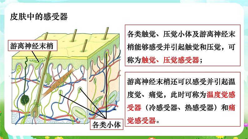 华师大版科学八下 3.3《皮肤感觉》课件第8页