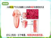 华师大版科学八下 3.4《味觉与嗅觉》课件