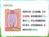 华师大版科学八下 3.4《味觉与嗅觉》课件