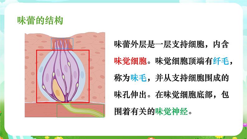 华师大版科学八下 3.4《味觉与嗅觉》课件第4页