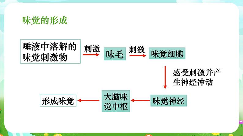 华师大版科学八下 3.4《味觉与嗅觉》课件第5页