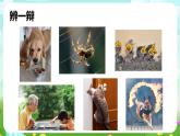 华师大版科学八下 7.1《动物的行为》第1课时 课件+素材
